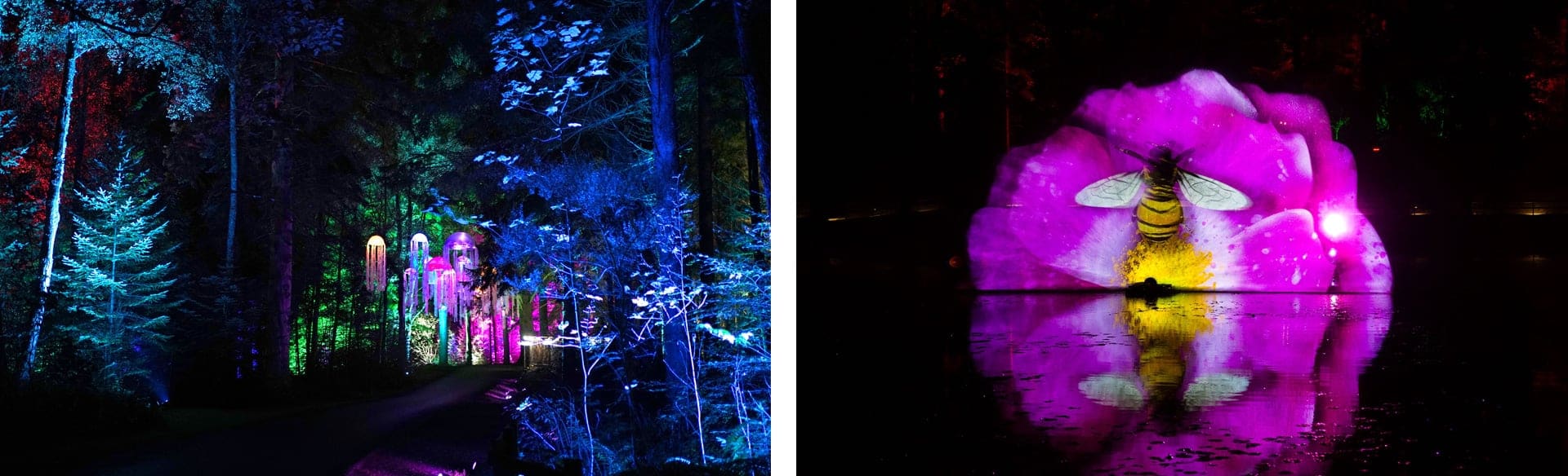 Enchanted Forest