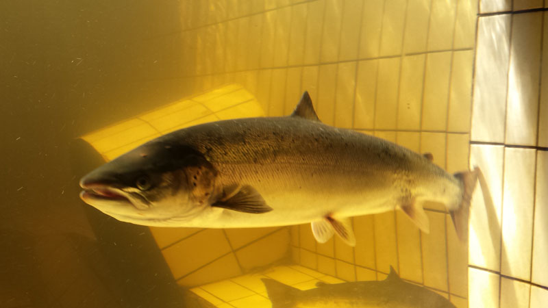 Pitlochry Dam and Fish Ladder walk