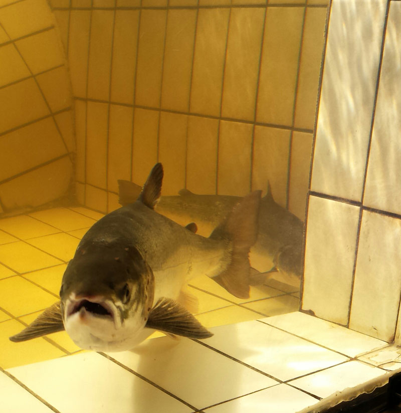 Pitlochry Dam and Fish Ladder walk