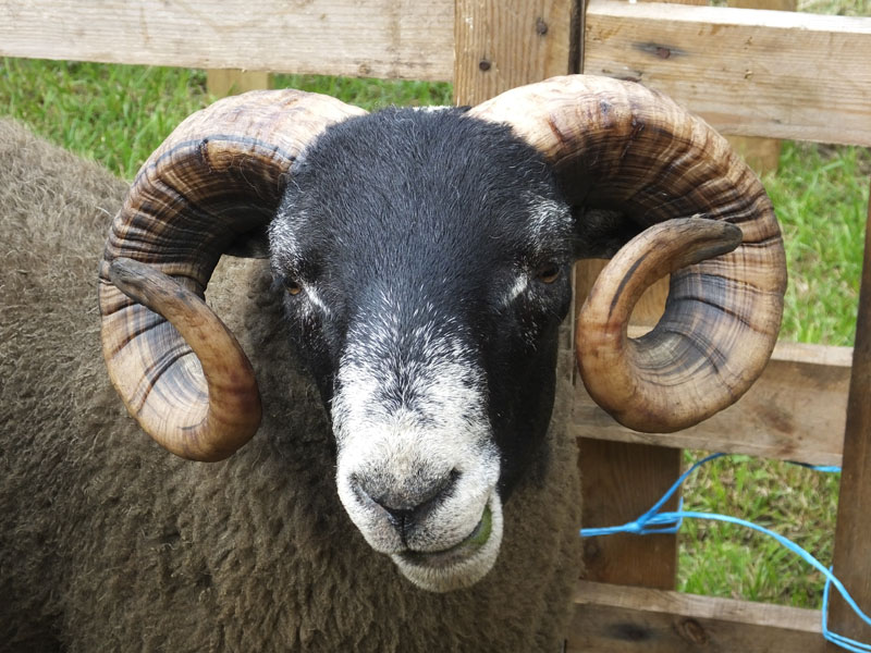 Aberfeldy Show and Highland Games